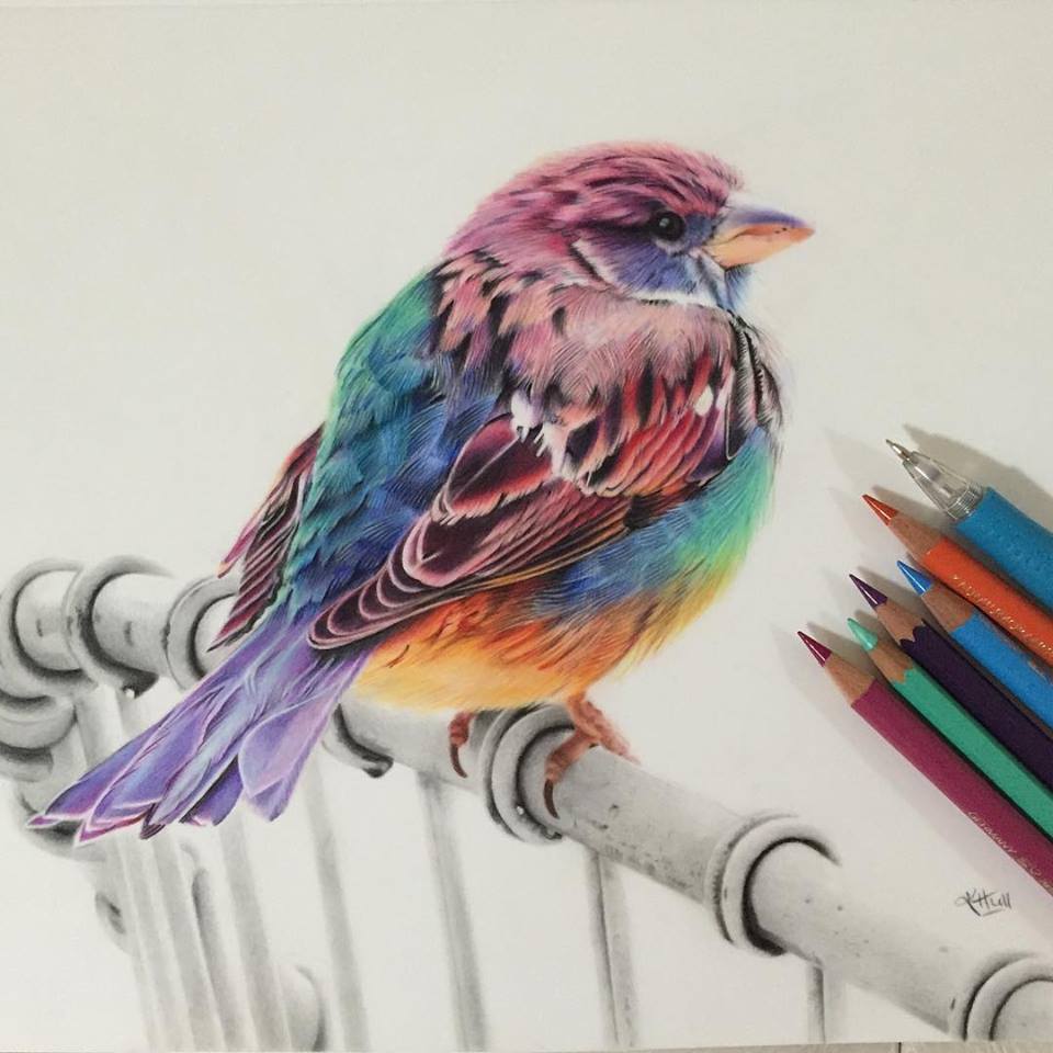 Bird Color Pencil Drawing By Karenhullart Full Image